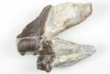 Fossil Primitive Whale (Pappocetus) Molar - Morocco #215129-1